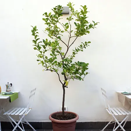 Cannoli 4* 팔레르모